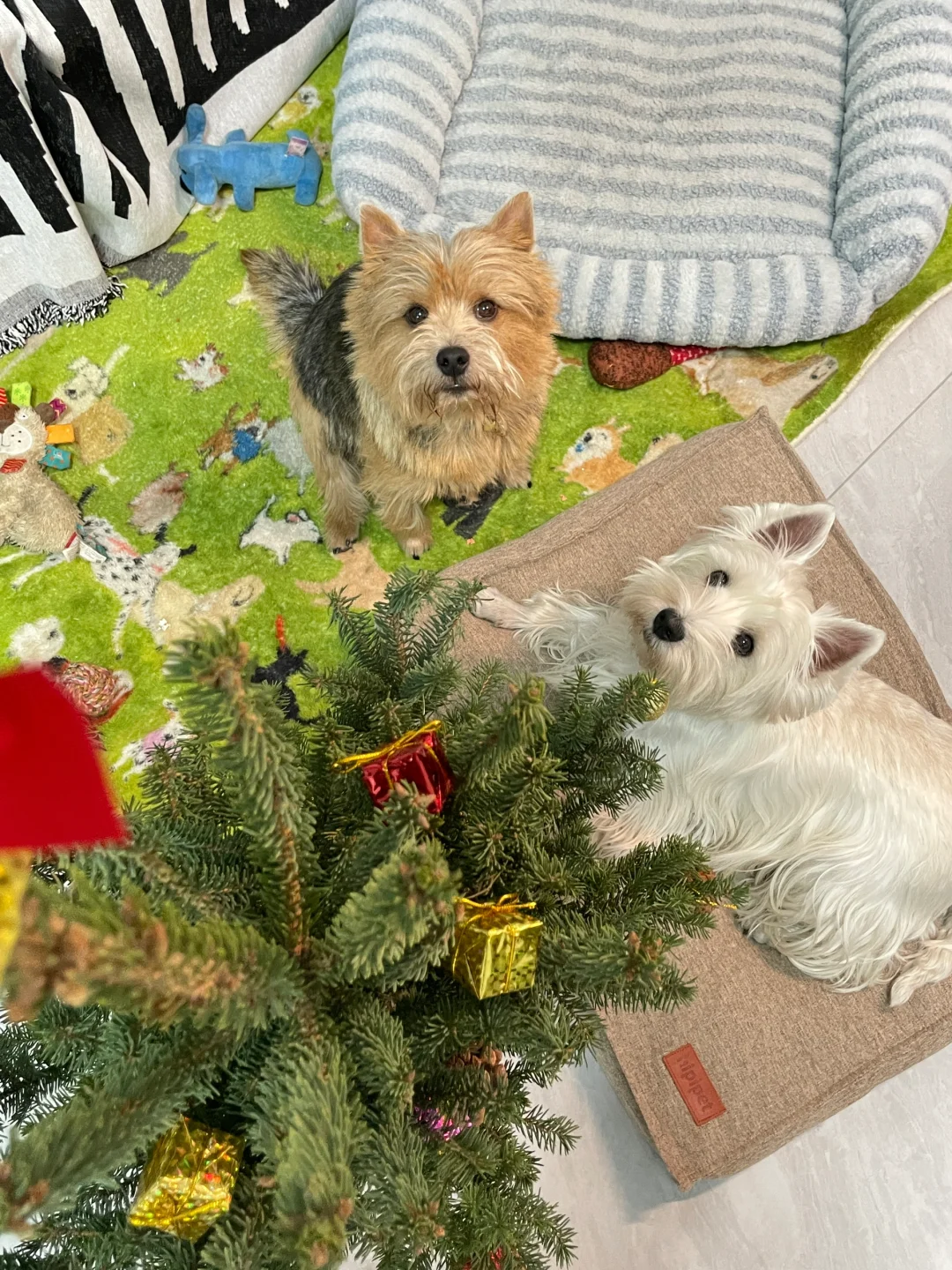 让小狗开心的东西也是好东西🎄