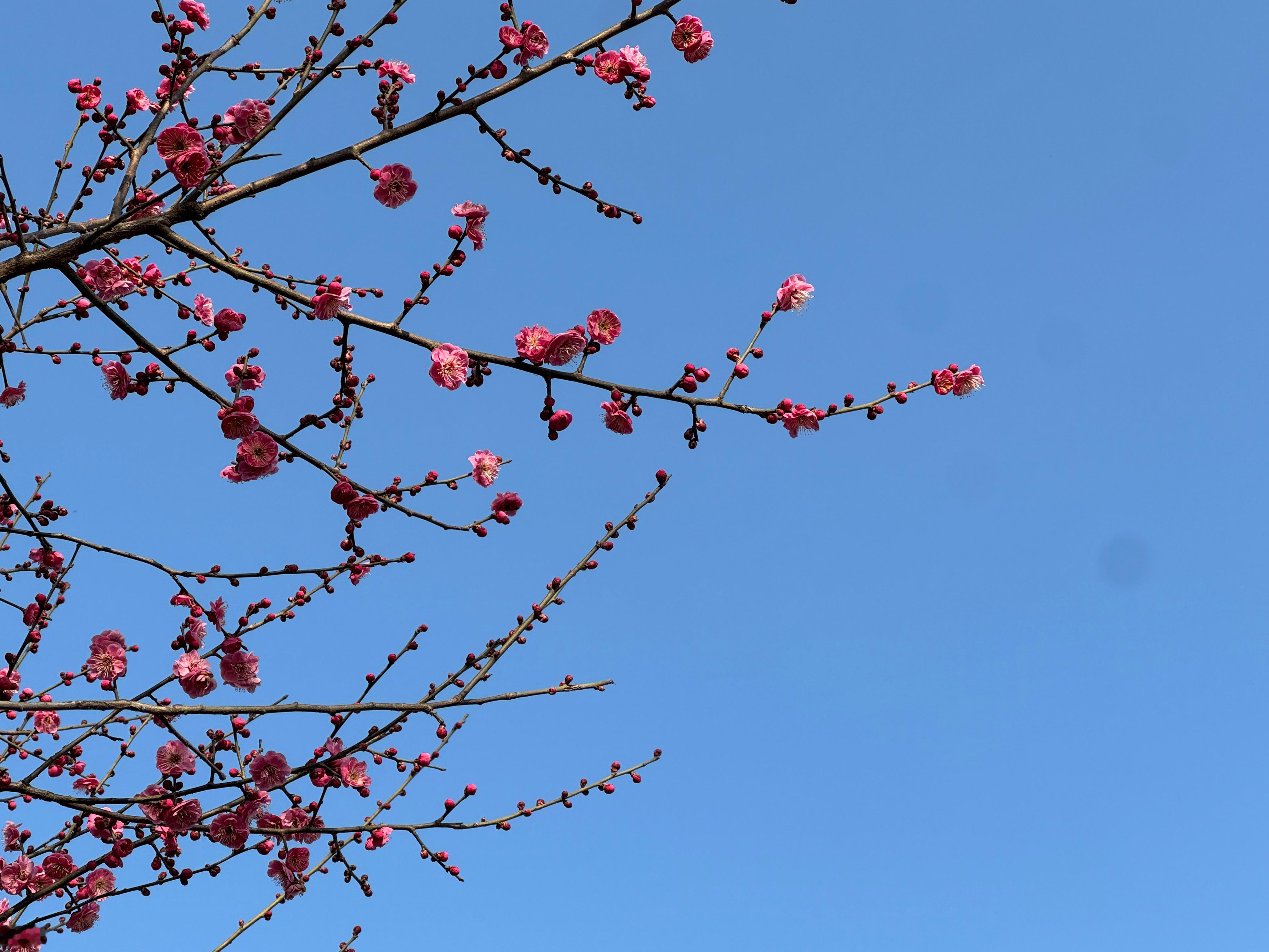 桃未芬芳杏未红，冲颜先喜笑东风 