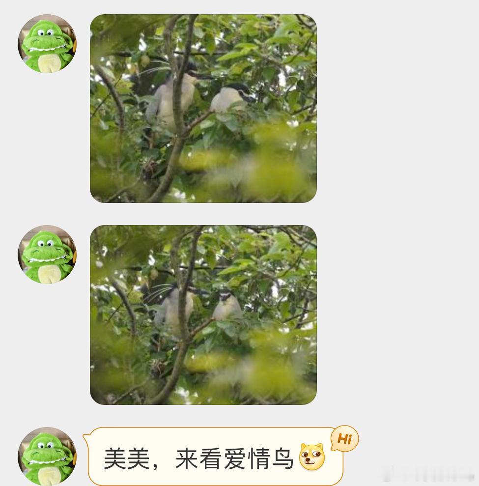 #鸟粉投稿# 树上的【夜鹭】成双对脑袋后面的三根毛好搞笑 ​​​
