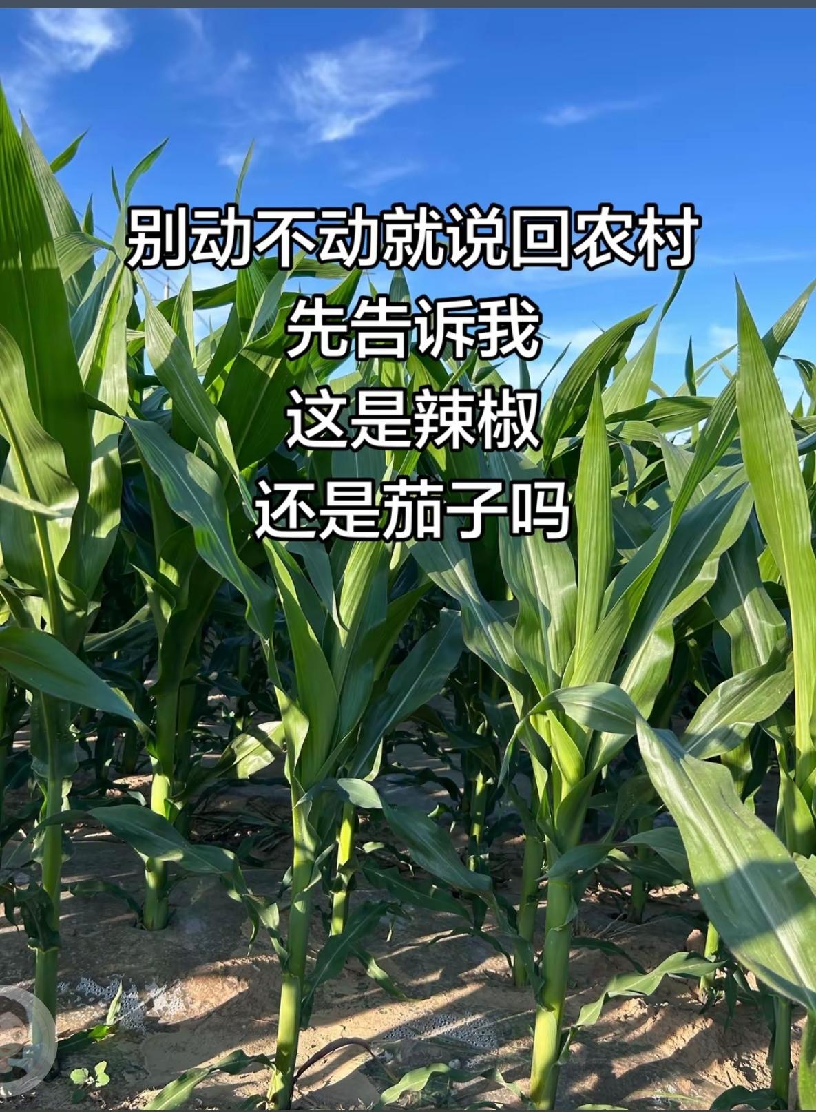 别动不动就说，卖掉城里的房子回农村，
请你告诉我，这农作物是辣椒还是茄子？
.