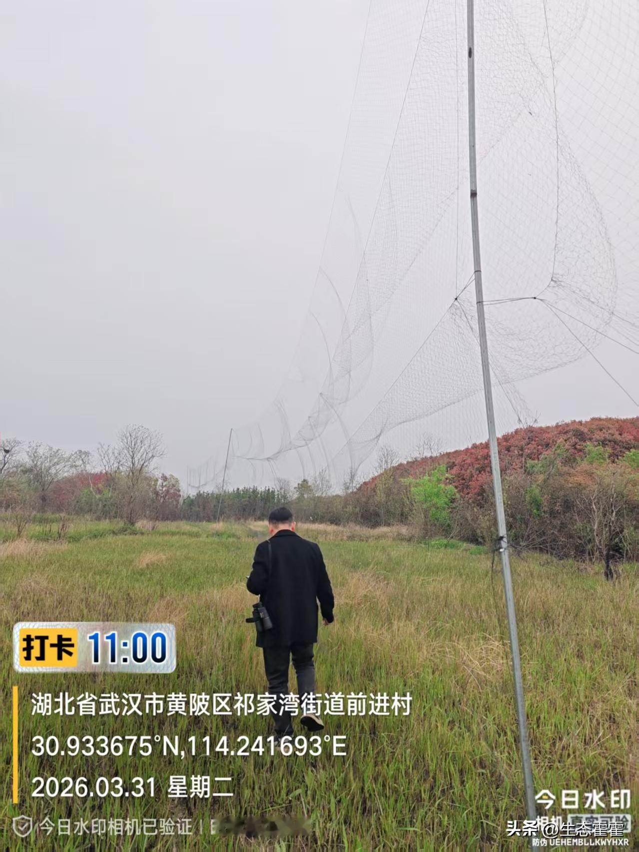 湖北武汉发现多处捕鸟据点2026年3月31日上午，“中国零鸟网零兽夹零野味零电鱼