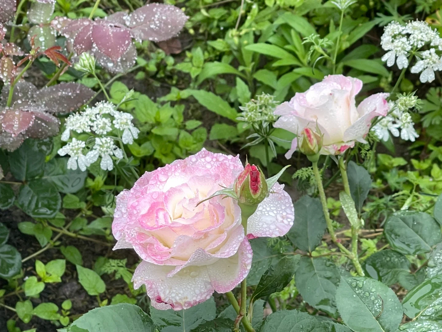 雨后玫瑰