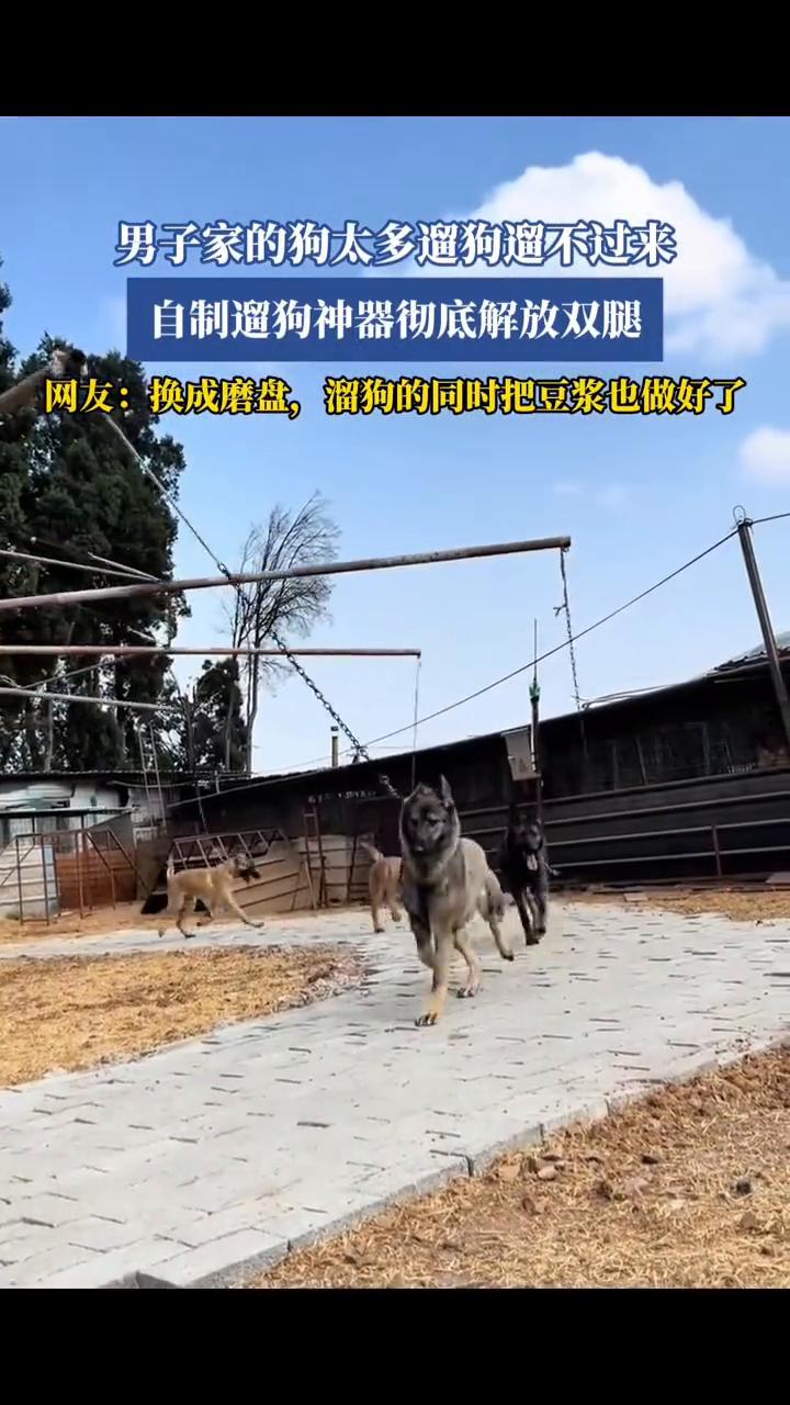 男子家的狗太多，遛狗遛不过来，自制遛狗神器彻底解放双腿。
网友：换成磨盘，溜狗的