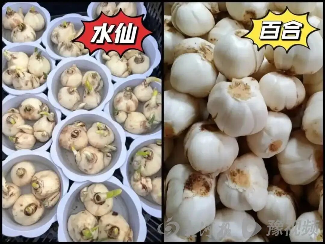 水仙与百合对比图