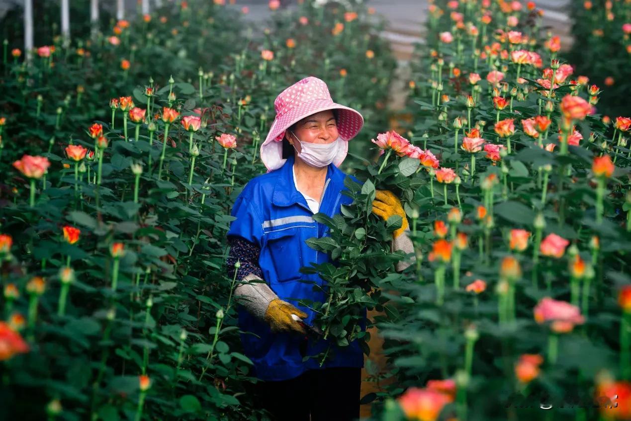 在拼多多上搬走云南的春天

天气常如二三月，花枝不断四时春。
 
又是一年早春二