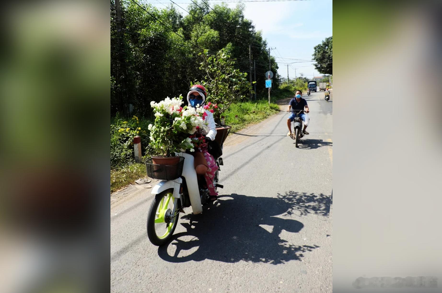 越南春节“花经济”升温 河内市民扎堆买桃花金桔迎新年海外新鲜事ai热点共创计划 