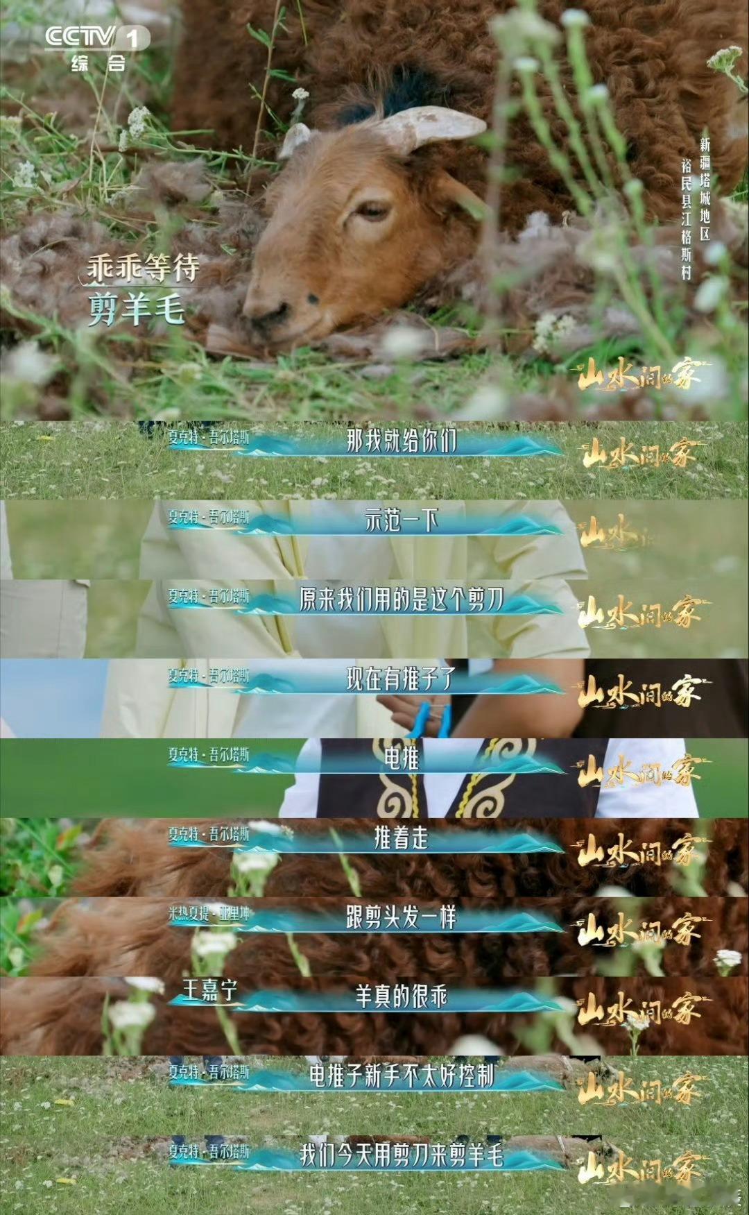 新疆小羊有专属理发师剪羊毛有多解压在塔城江格斯村，剪羊毛是一场默契的对话。稳准的