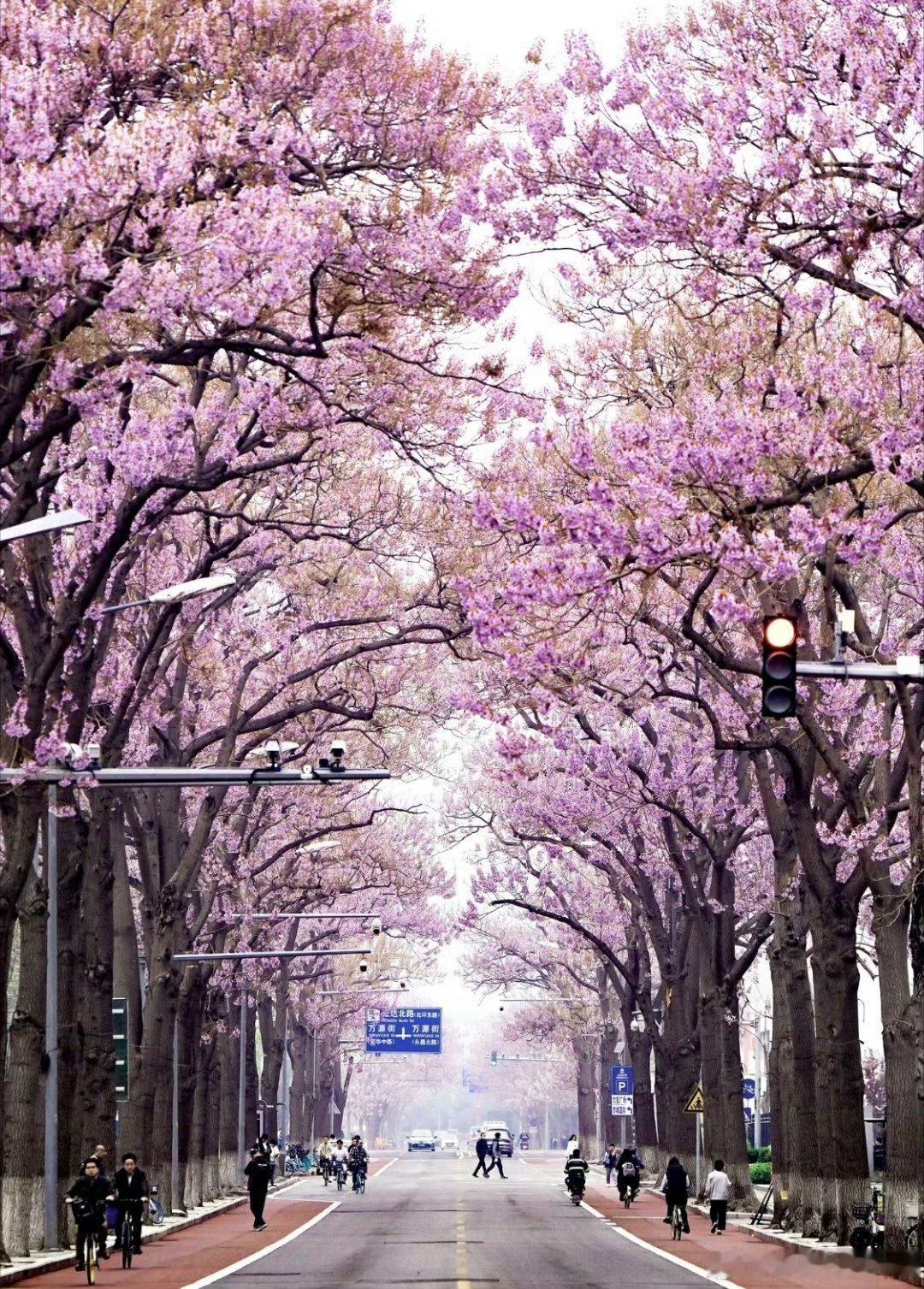 花展最全打卡指南来了北京花境一步一景太美了北京春日花境氛围感拉满！各大公园繁花错