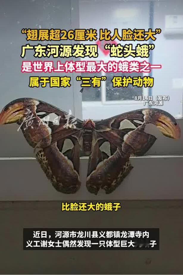 在广东河源龙川县义都镇龙潭寺，寺庙义工谢女士开展日常巡检工作的时候，于 8 月 