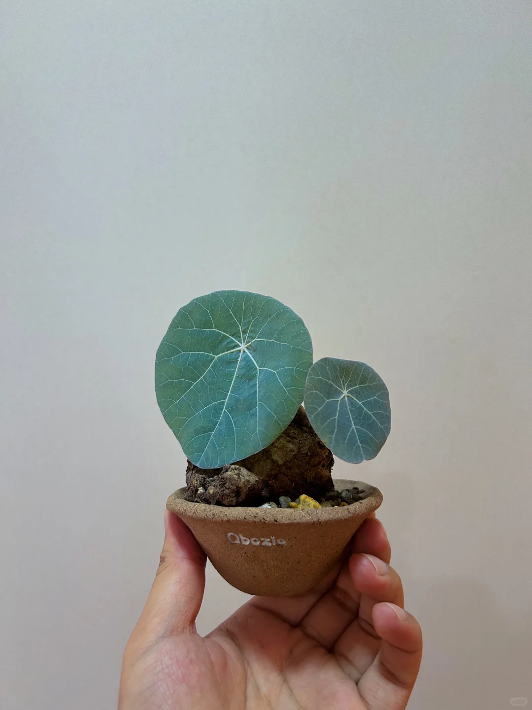 这样的块根盆器搭配你们给几分