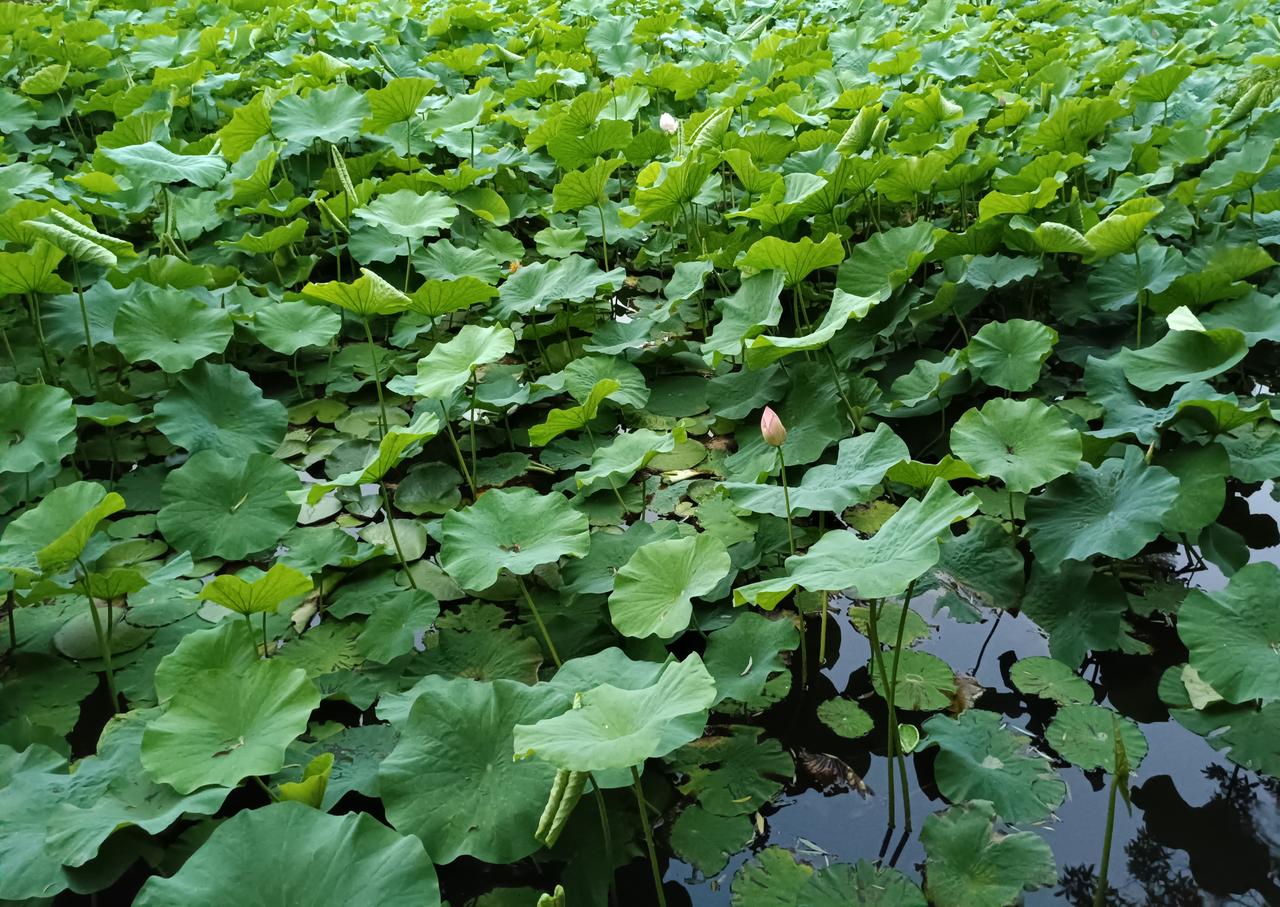 出淤泥而不染，濯清涟而不妖——周敦颐《爱莲说

清水出芙蓉，天然去雕饰——李白