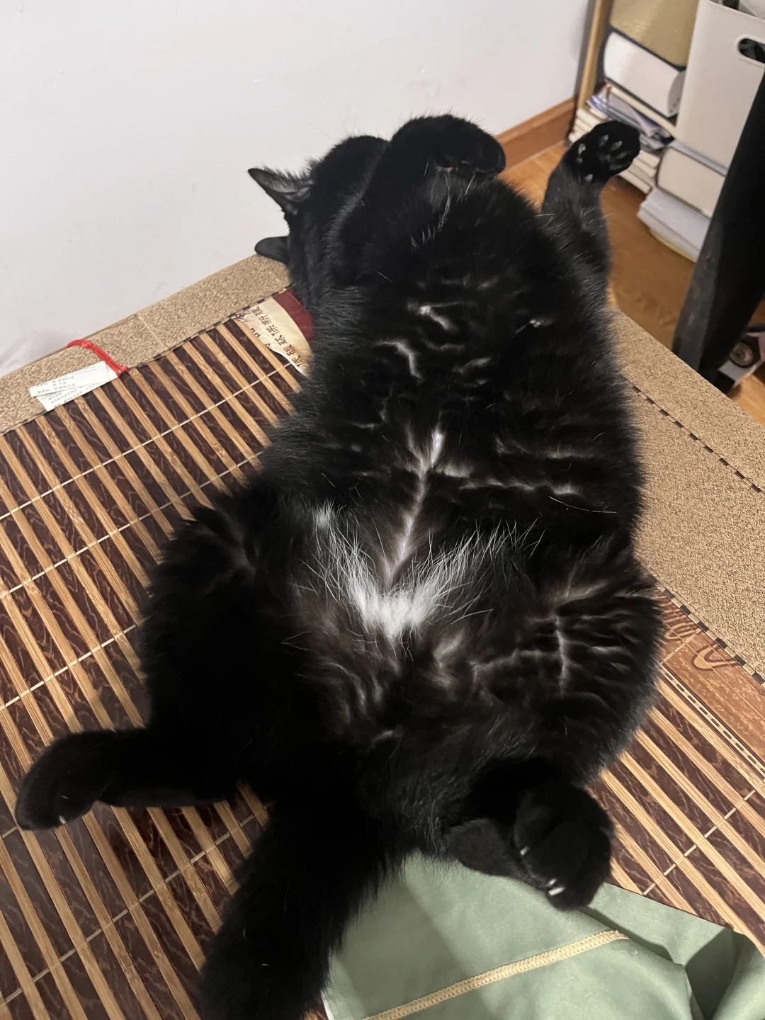 听说今天是国际猫咪日