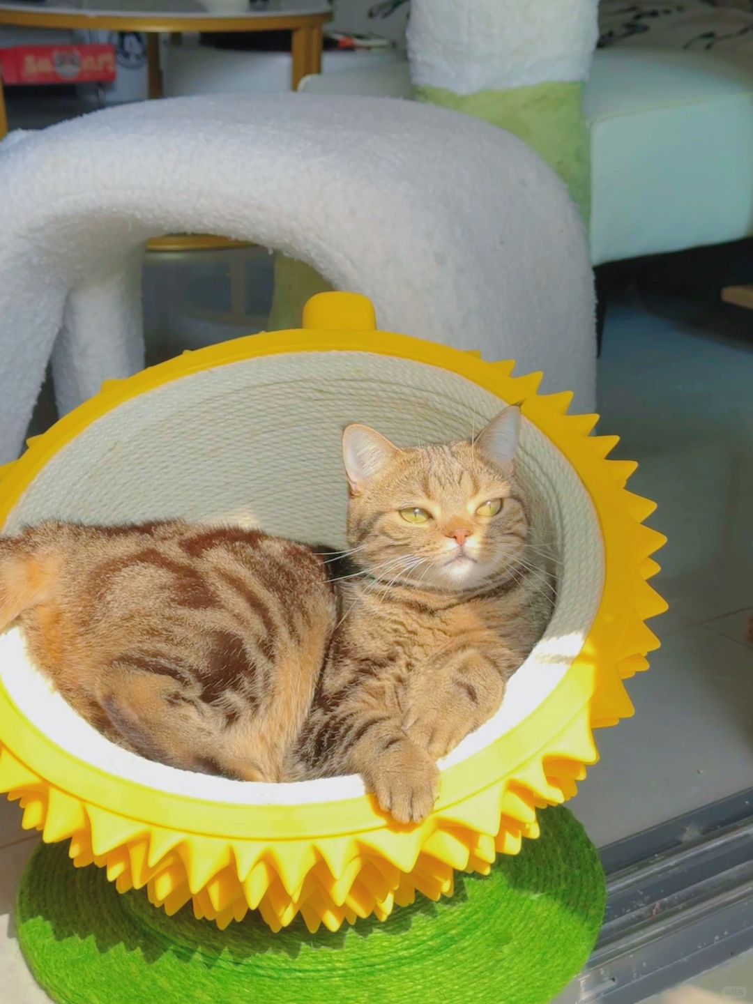 小猫咪看着就特别悠闲