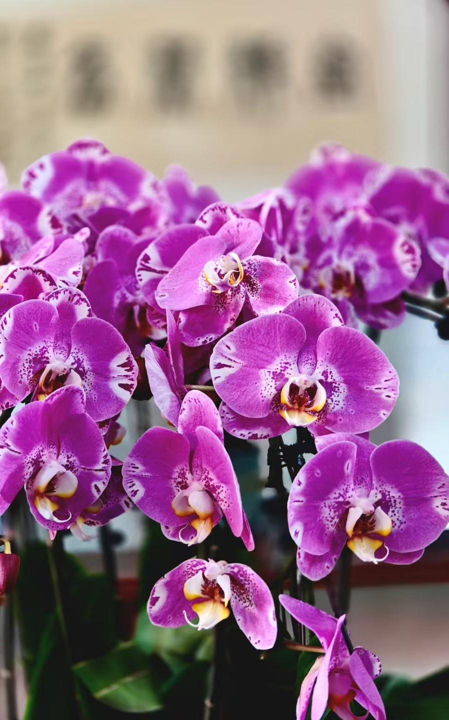 2. 借这满枝蝶兰的春意，祝日子如兰，从容优雅，岁岁安康。
3. 花开无声，却惊