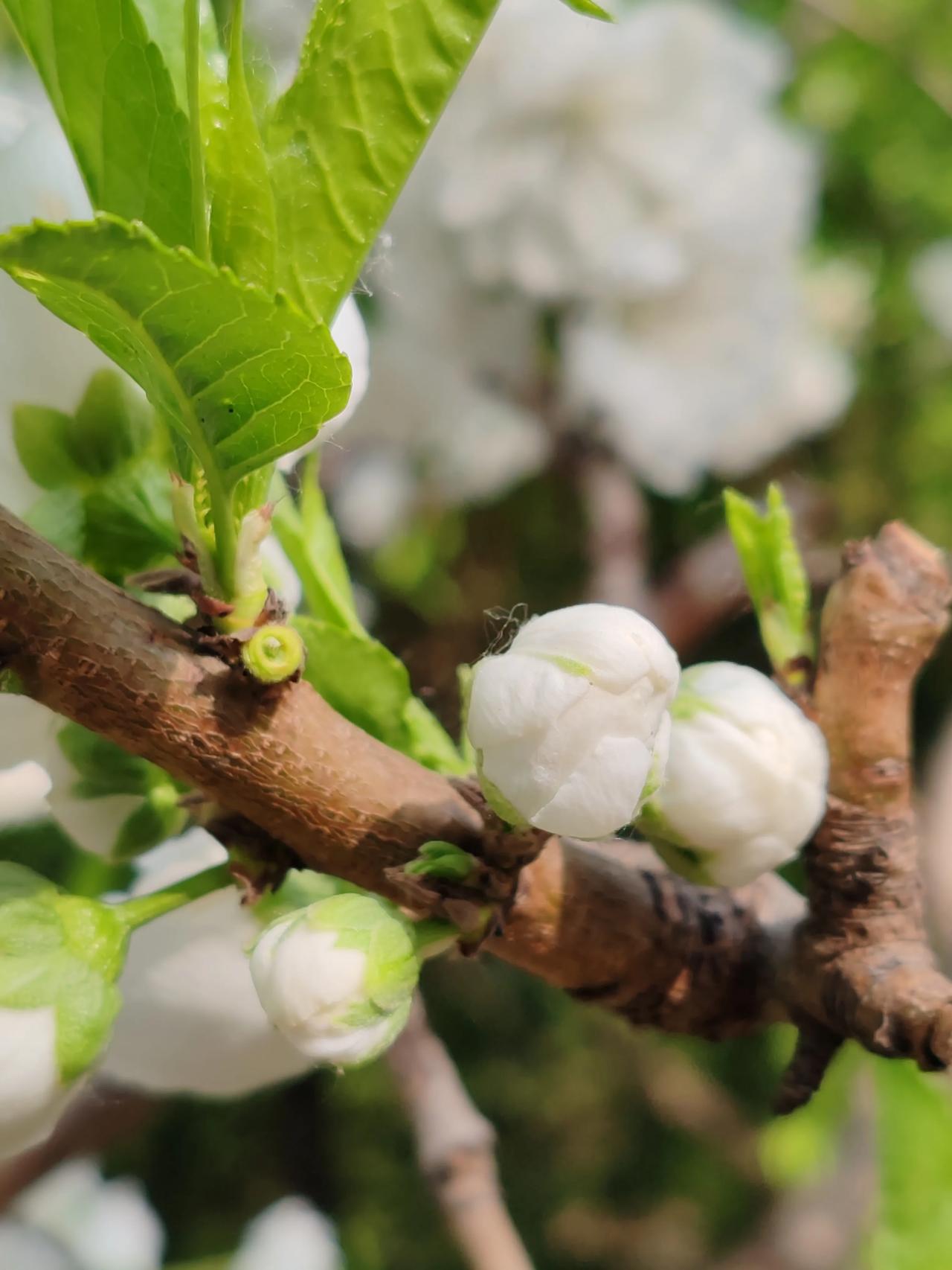 春日生活打卡季4月春游随手拍。