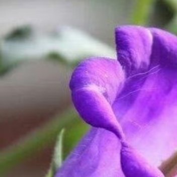 1200风铃草的日常种植养护秘籍寓意：风铃草象征温柔、健康、感恩、创造力。喜欢它