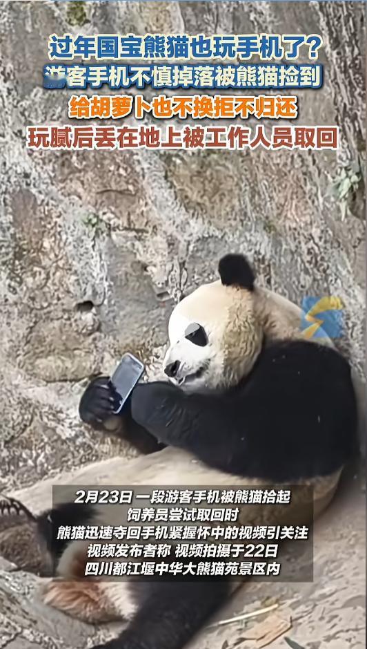 “原来不只人喜欢玩手机啊！”近日，四川都江堰，一游客在中华大熊猫苑景区游玩时，不