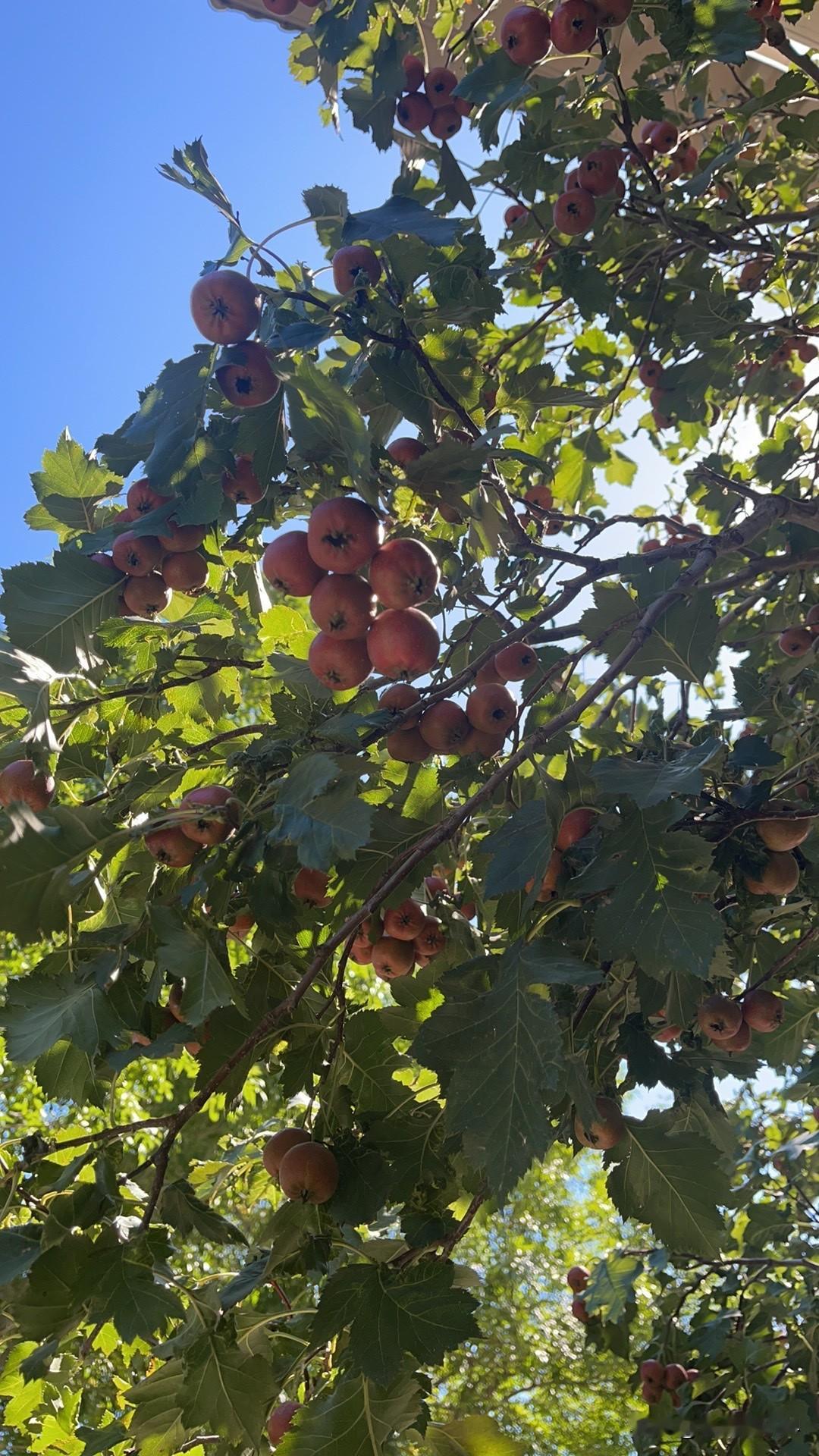 昨天的雨，下大了，下午连续下了一个多小时！
一场大雨，会带来温暖，带来漫天的绿叶