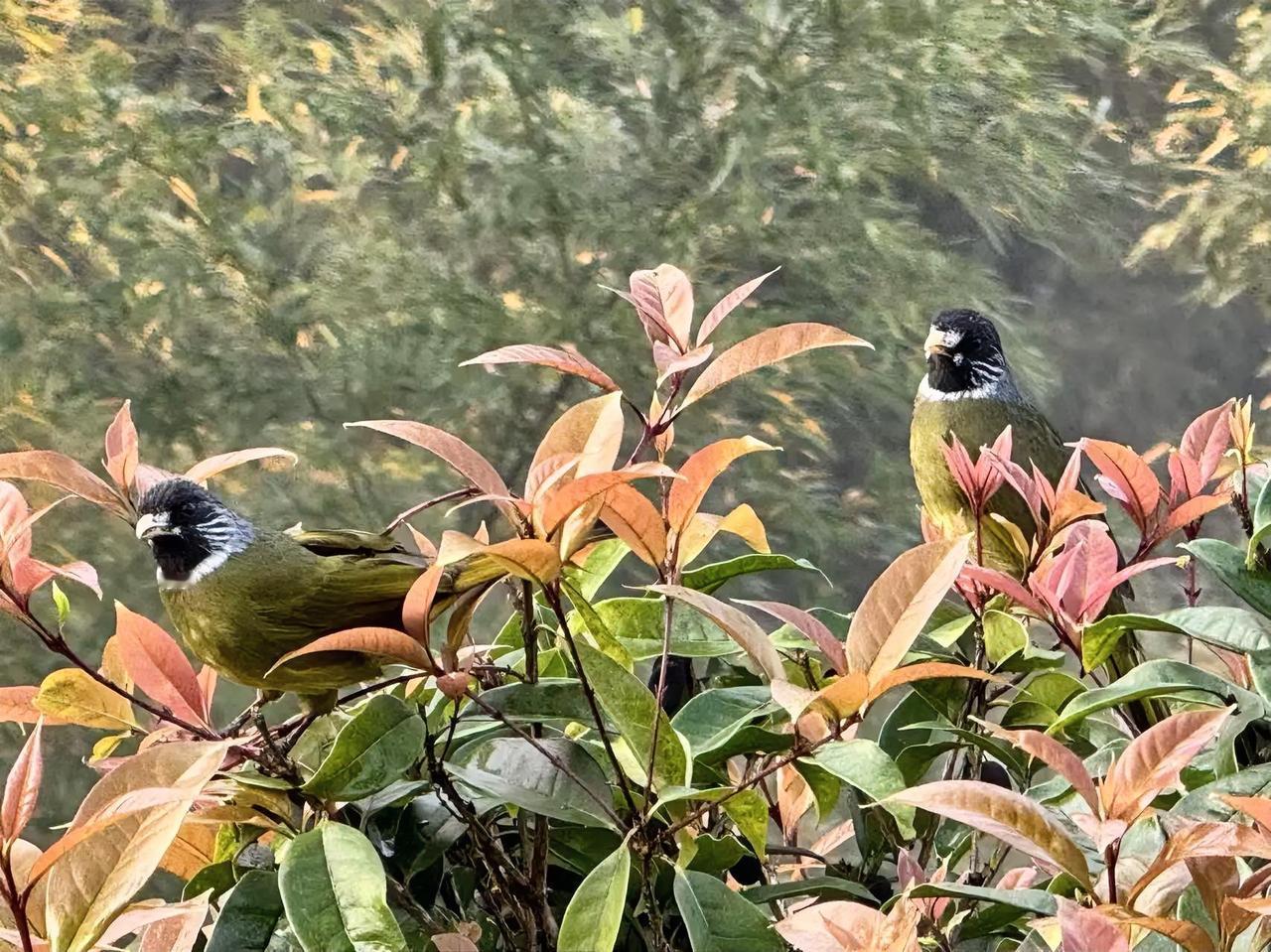 春日鸟语花香，对话自然之美。