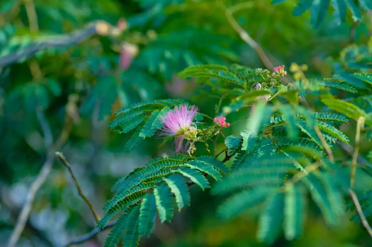 #分享手机随手拍的花#85mm定焦拍摄的一组蝴蝶🦋