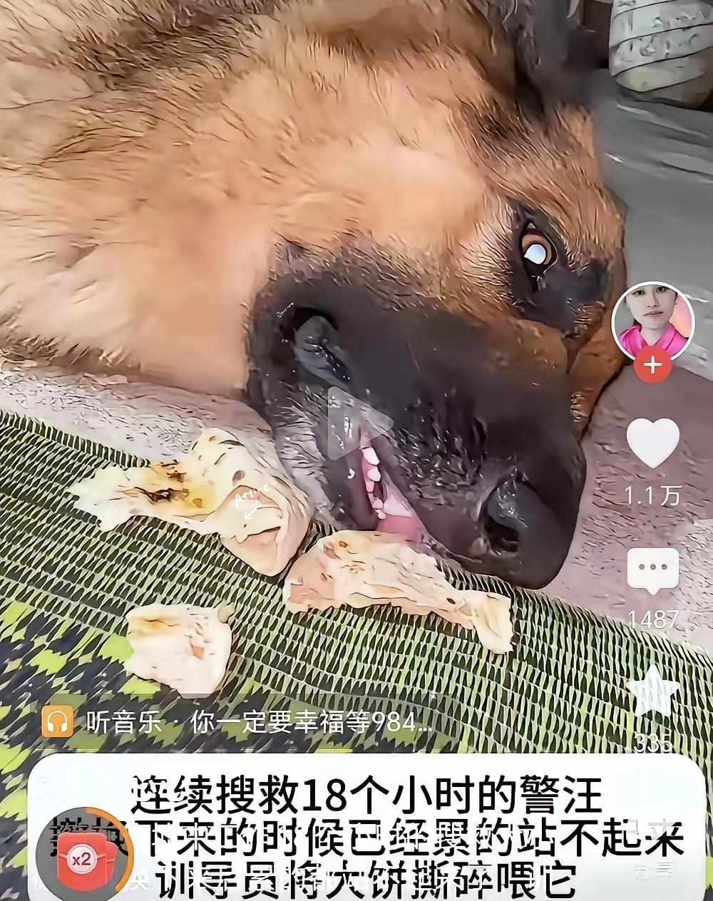 先撑不住的，是那条搜救犬。
​它从废墟边上下来，走两步，腿一软，趴在地上不动了。