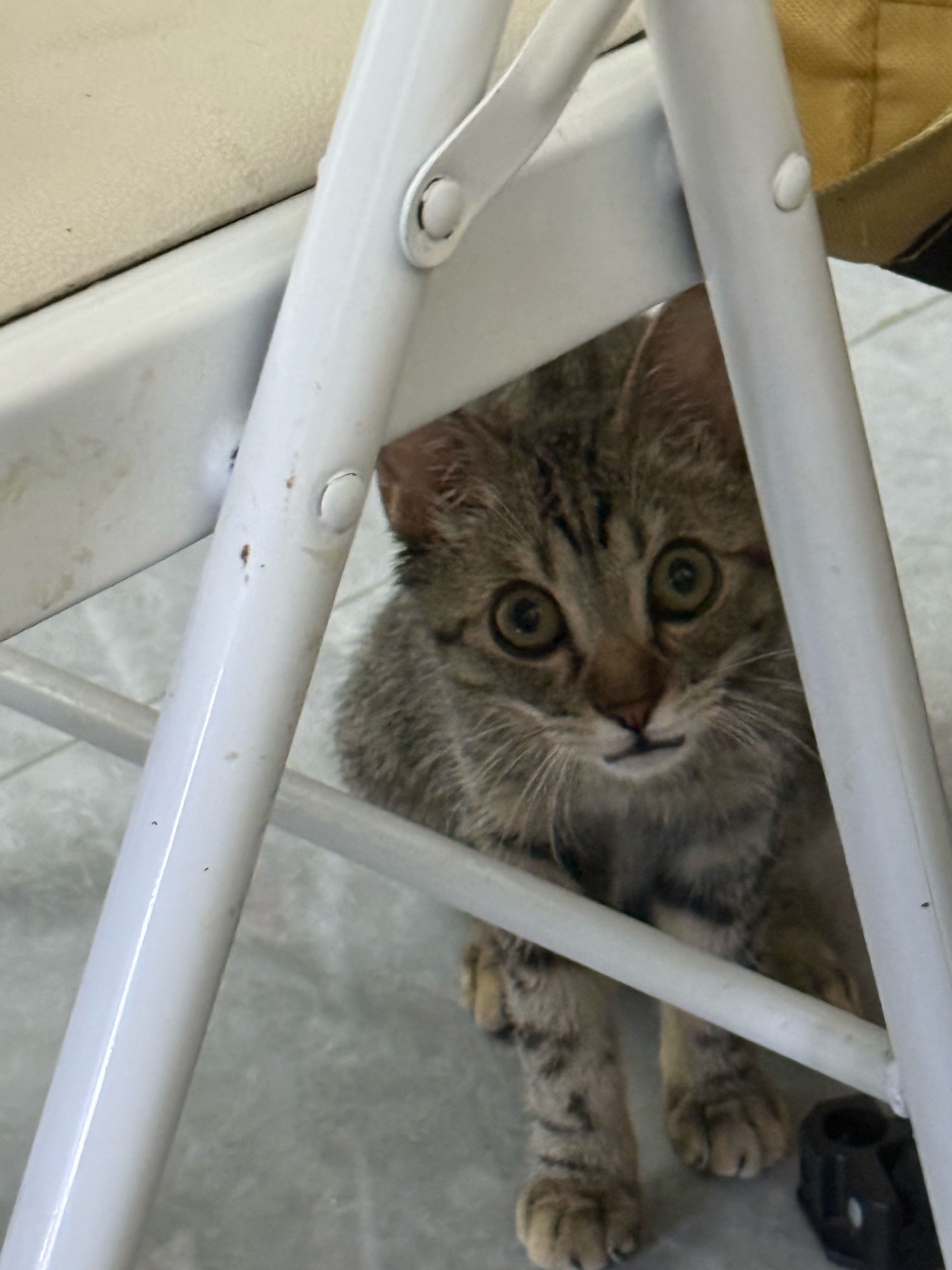 爱猫男果然回家先跟咖啡交流感情“成功见到了咖啡 可惜见到我就跑 哼😒😕😤 