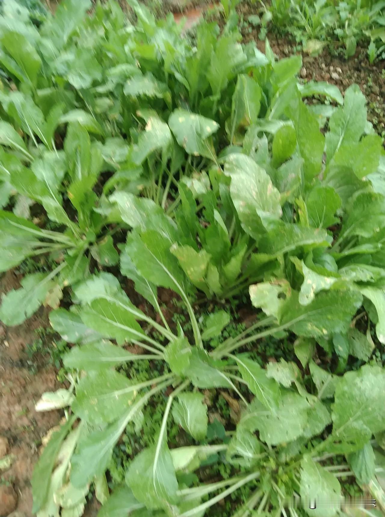 多芽菜心开始疯狂生长了，这个时候跟本吃不完。