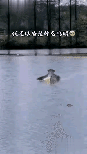 我还以为是什么新物种呢