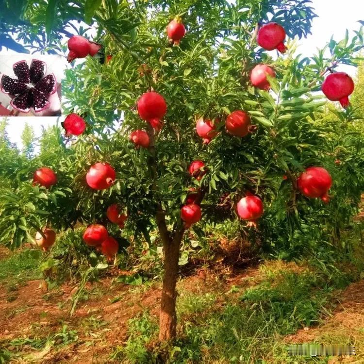 一块看孩子的奶奶们聚一起，每天有说不完的话，吐槽老公，也真是各种奇葩。

糖糖奶