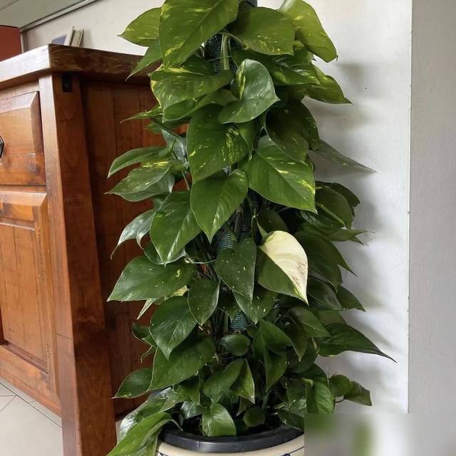 谁懂啊！最近刷到好多人养绿萝爆盆的秘诀，我直接两眼放光！平时养绿萝总蔫蔫的，人家