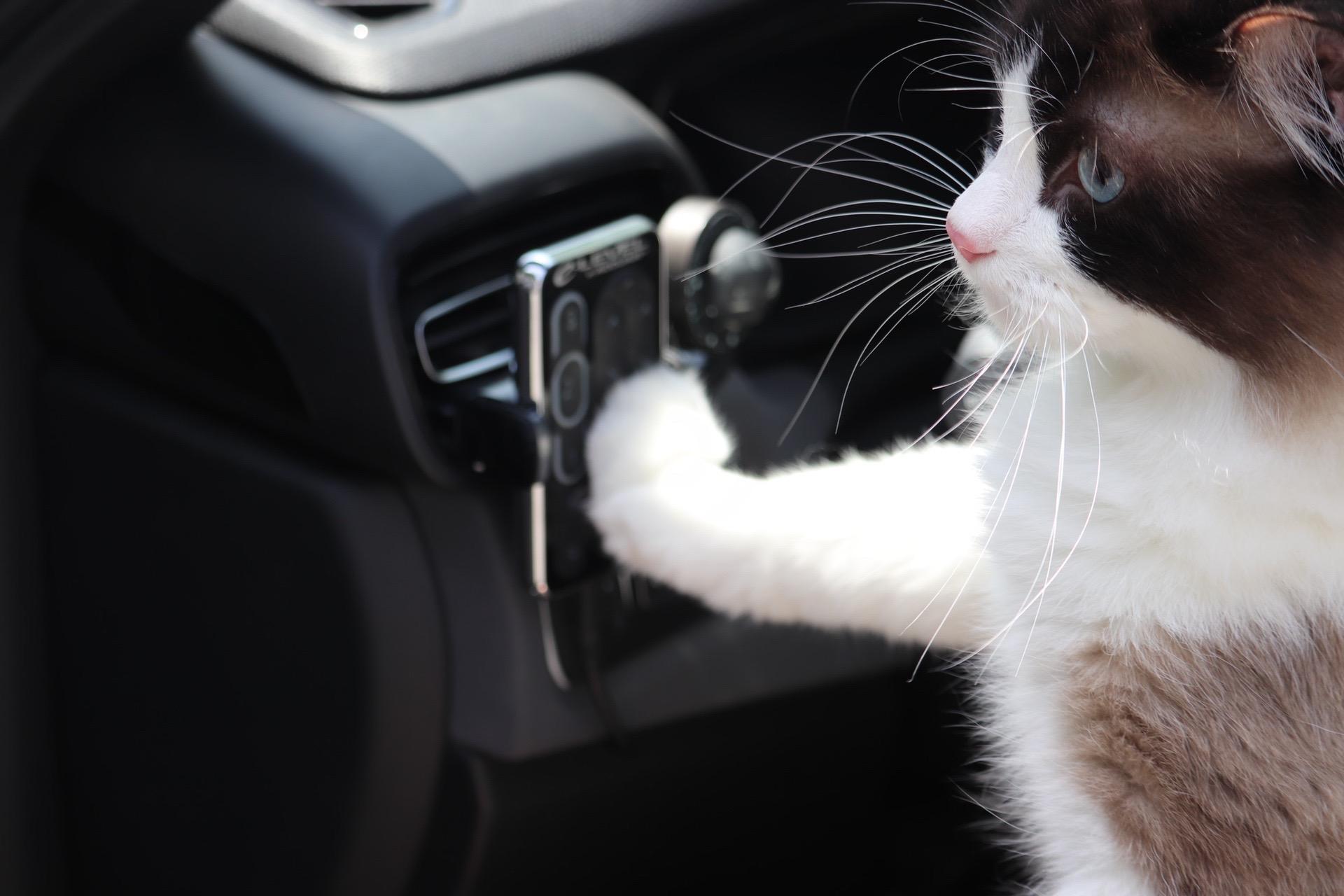 小猫的爱绝对炙热