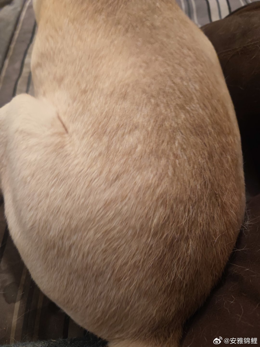 拉师傅的猕猴桃大pp。好摸