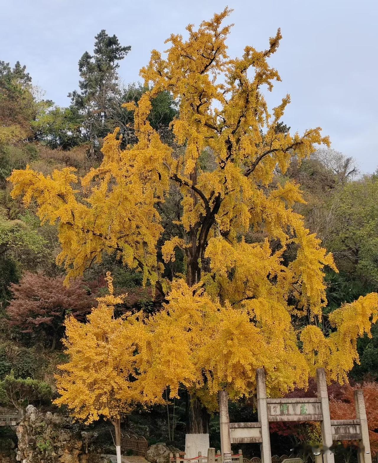 公园里美景如画，银杏树像被涂上了一层金粉，美不胜收！