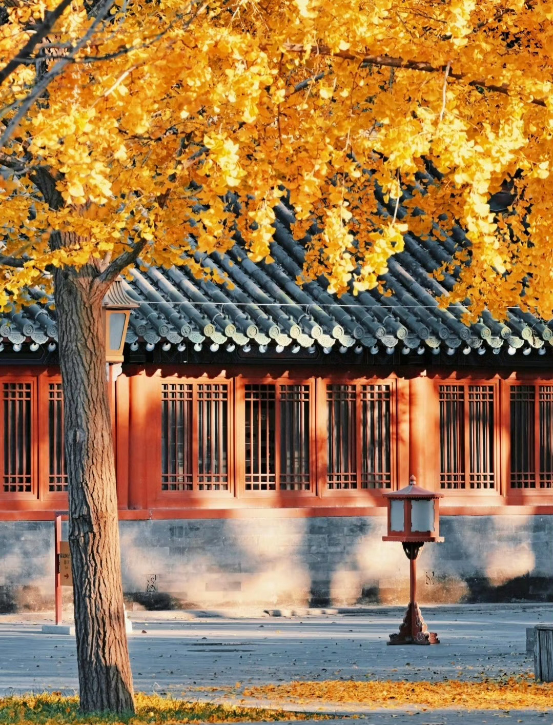 “ 秋染京城，色动人心 … ” 