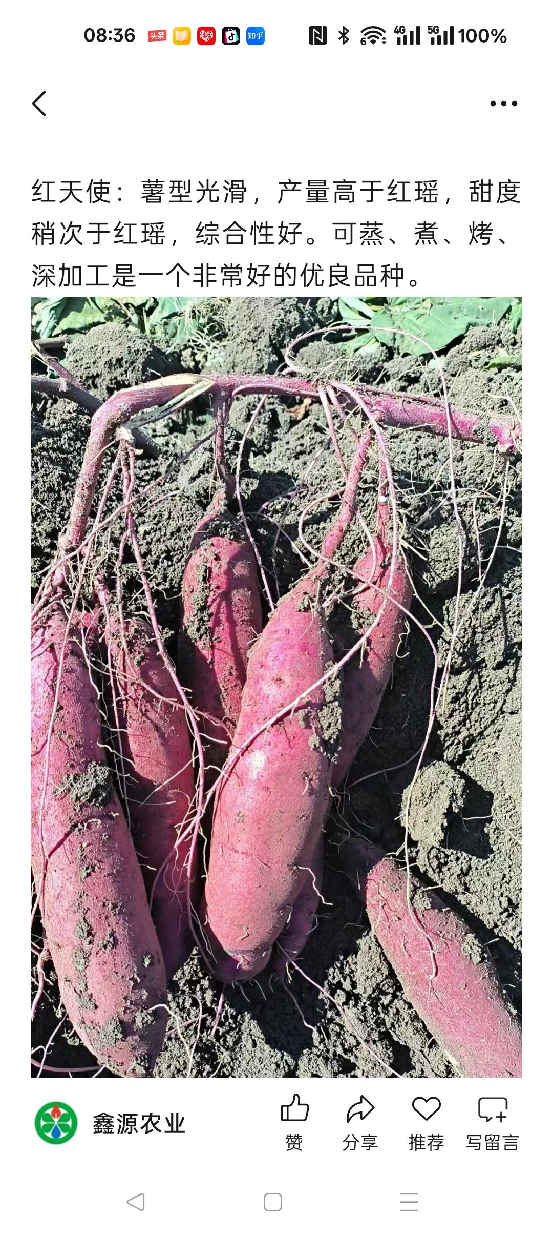 国内十大好吃红薯排名

第一名红瑶（日系品种）

薯型光滑、甜度极高香味较好，甜