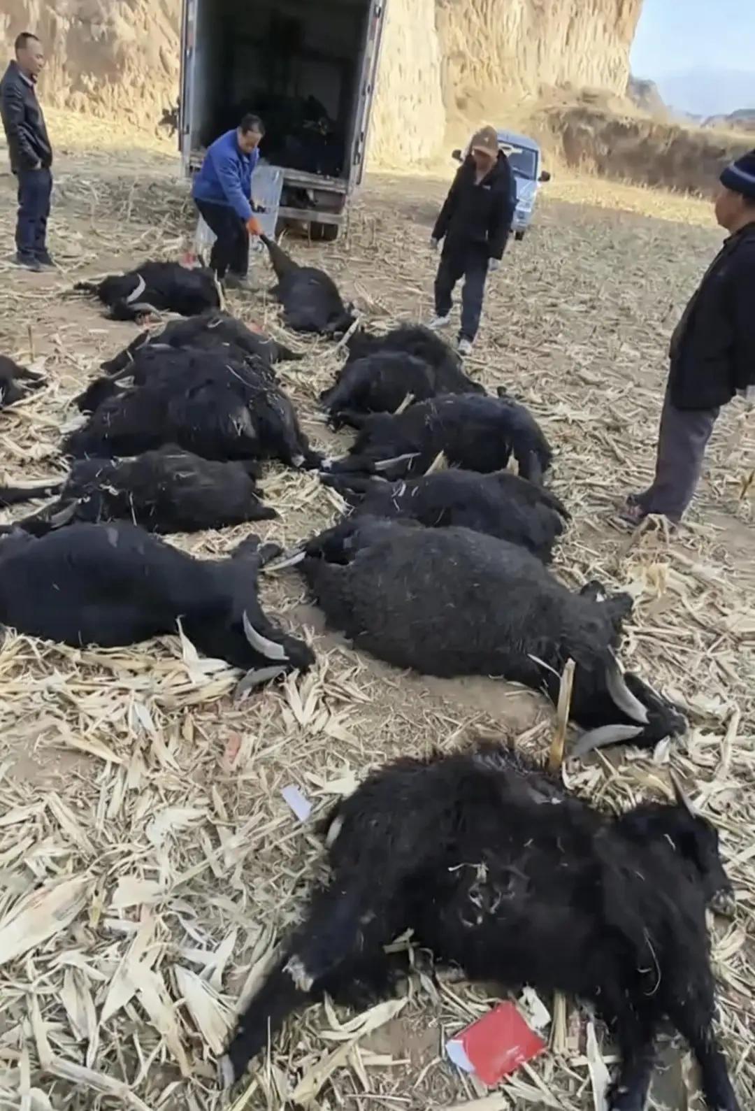 太残忍了！山西霍州，一60多岁大爷儿在玉米地放养的39只黑山羊被毒死，直接损失约