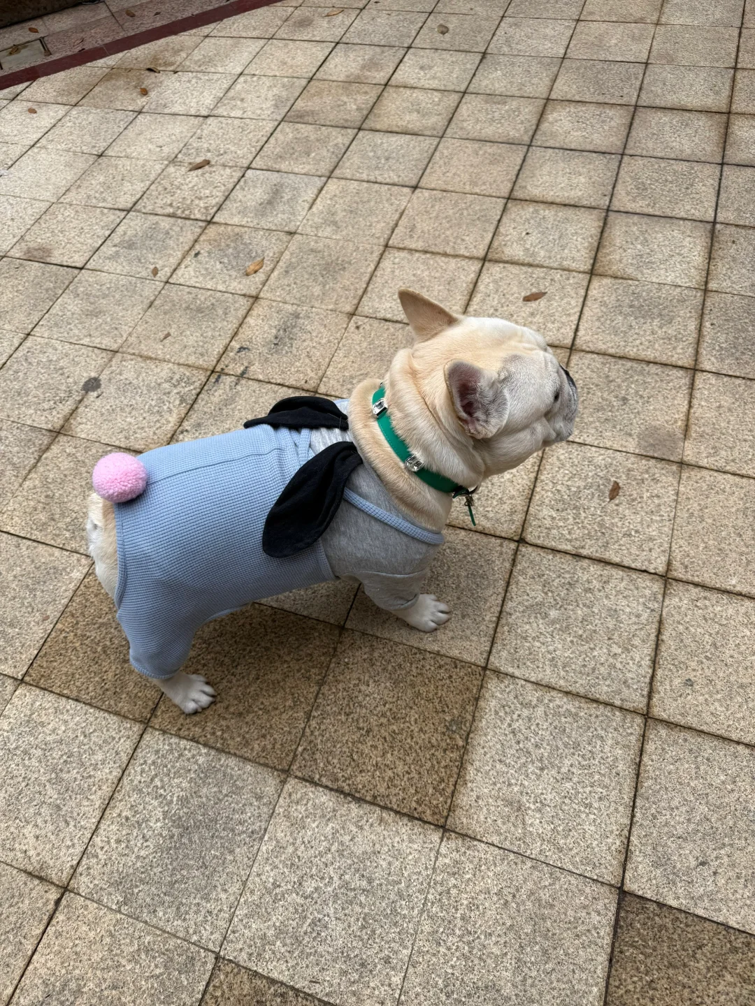 好可爱的小兔子啊！！