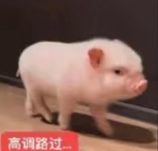 分享图片 