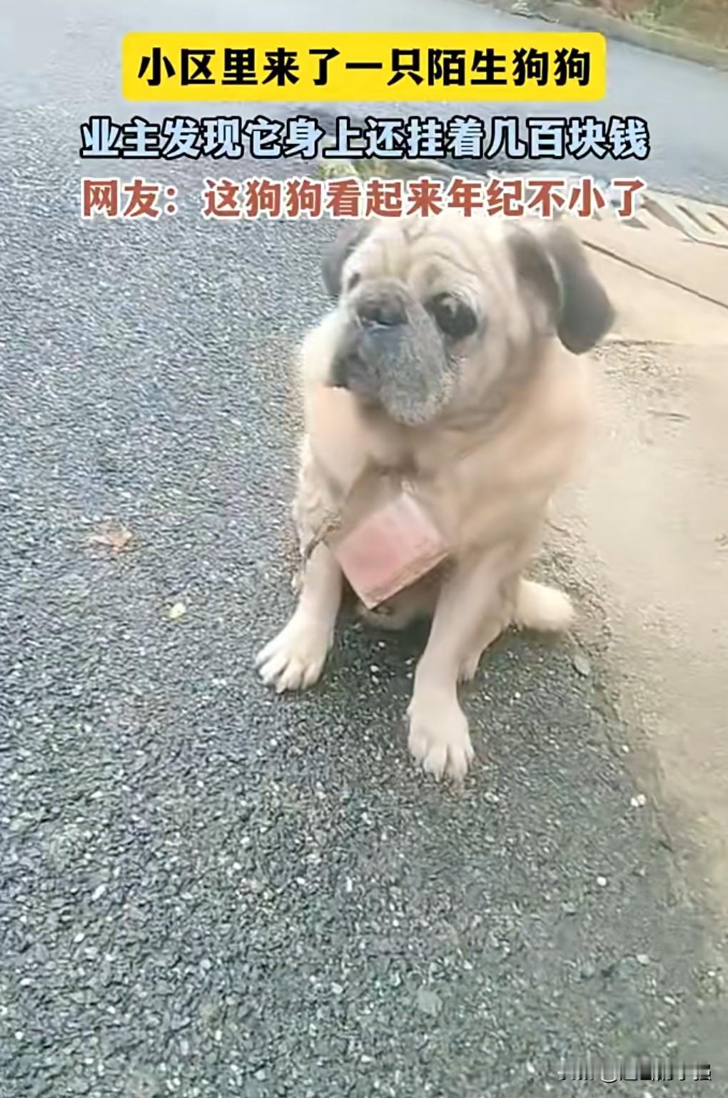 这是真的还是假的呀？希望不是摆拍。
近日（报道）。

老狗身挂几百元在小区求收养