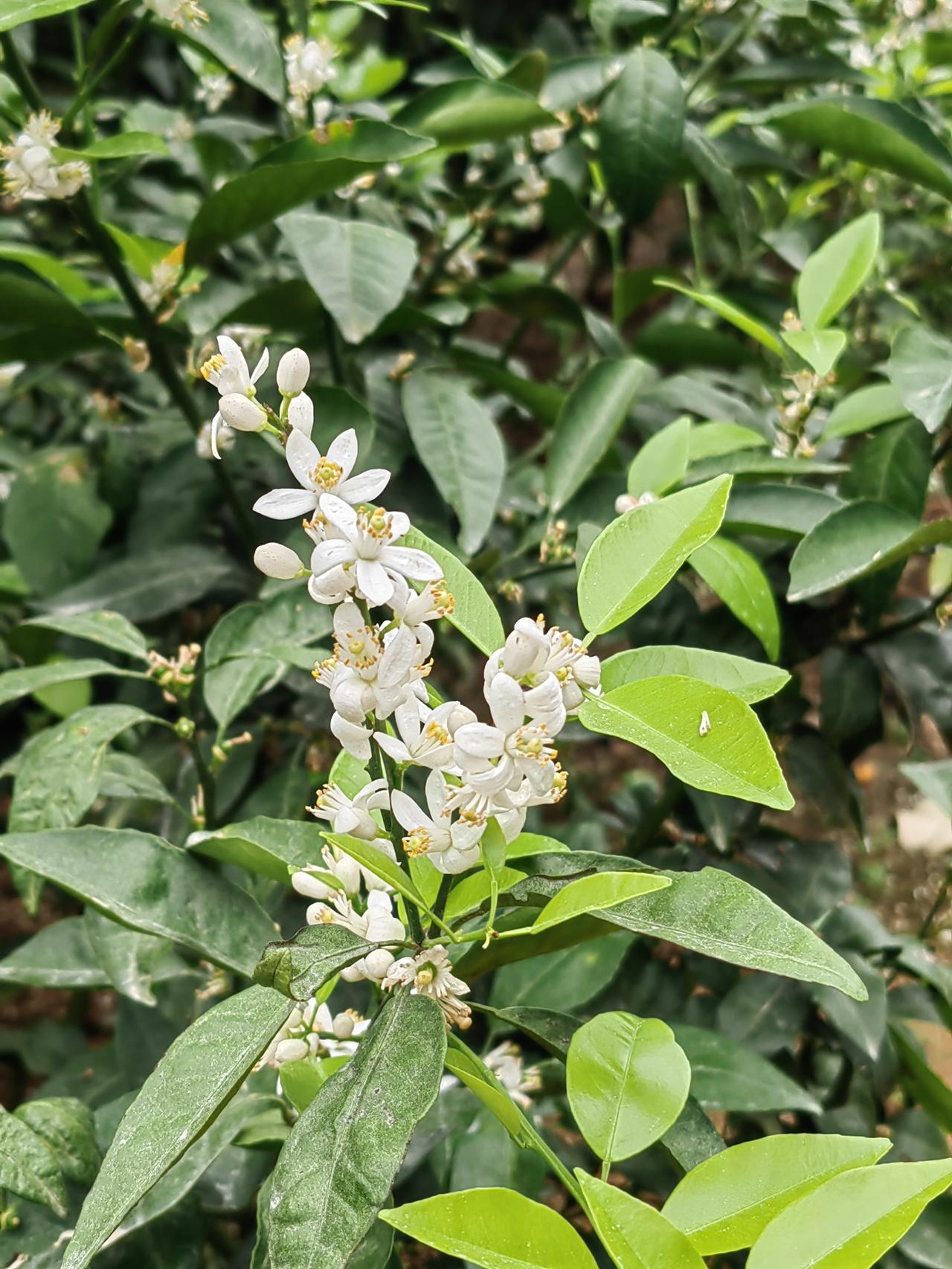 今天随手拍了武鸣沃柑花开花落的照片，忍不住来分享。临近春节，武鸣太平镇林渌村的沃