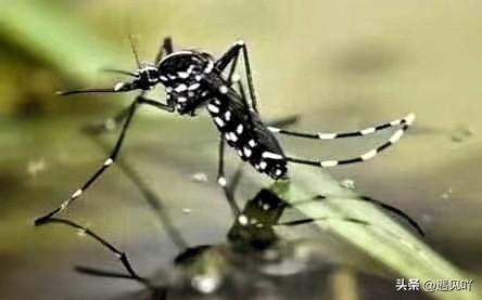 这两天带娃在楼下溜达，真的被今年的蚊子给整破防了。

这哪是普通的蚊子，简直是自