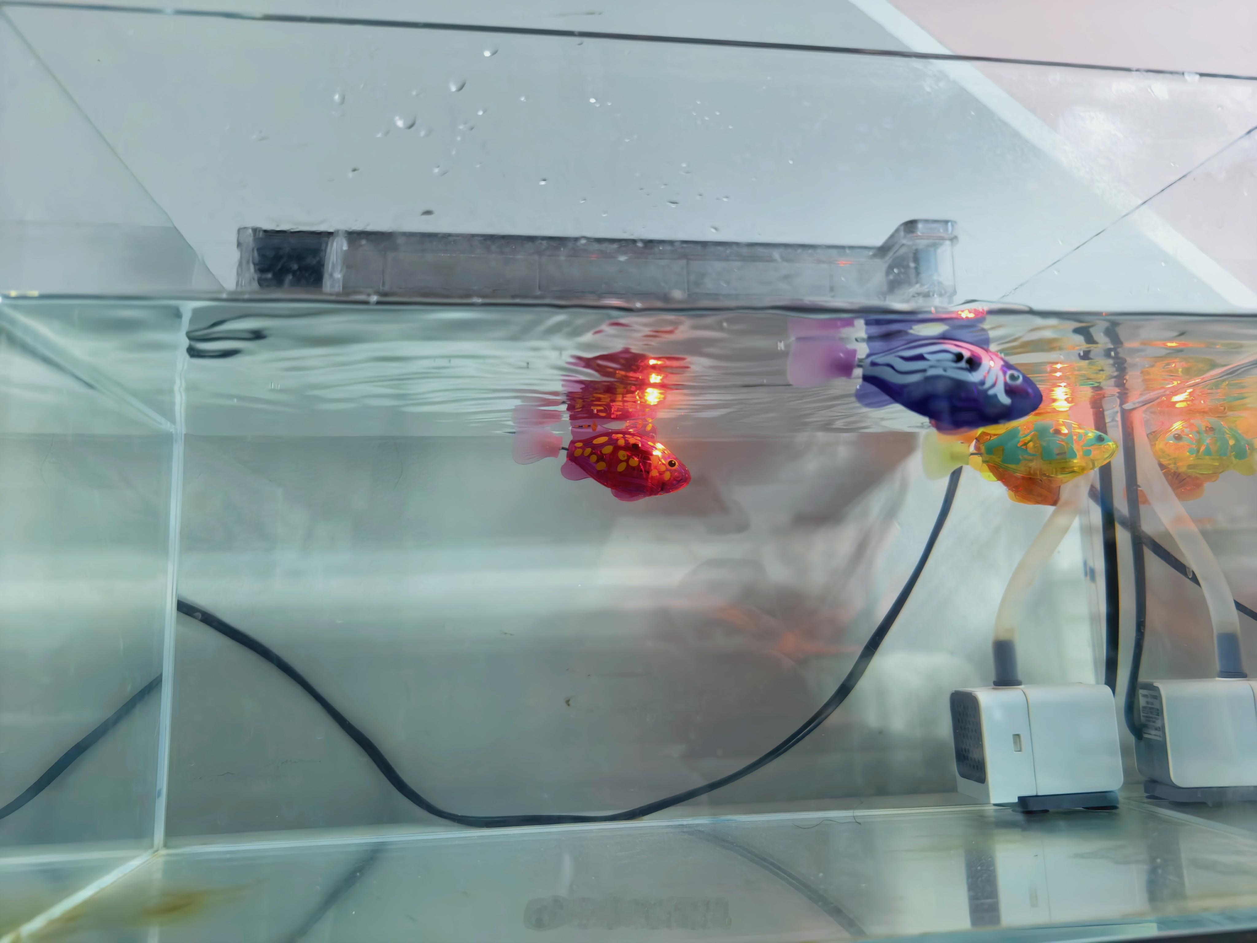 新鱼到了，会发光，不挑食，不挑水，死不了