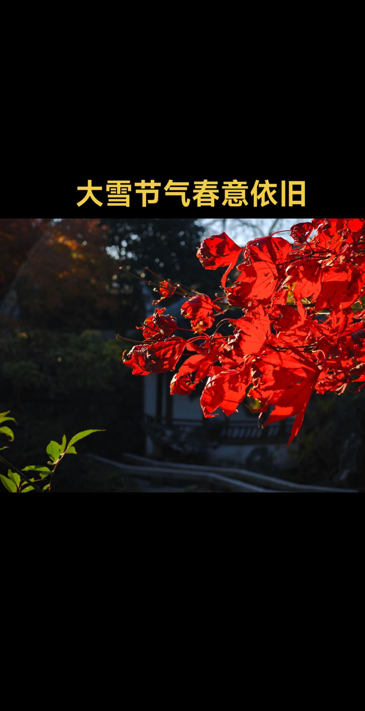 东山陆巷古村落，杨湾古村落私家园林勤院
红叶🍁 银杏黄了 我的摄影日记 深秋时