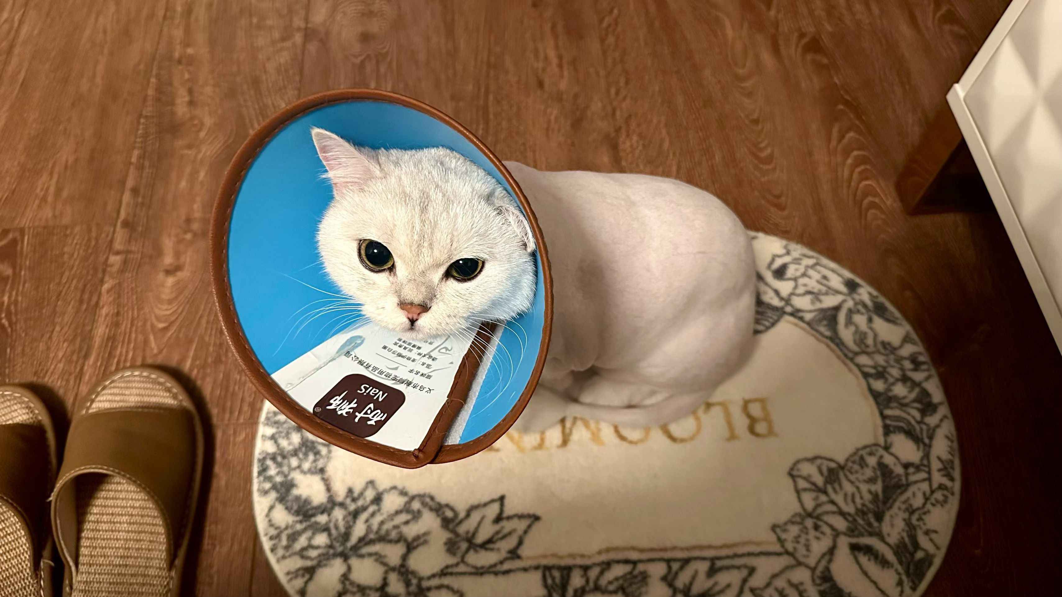 周末撸猫，姐姐家的猫，名字叫小皮，其实一点也不调皮[笑cry] ​​​