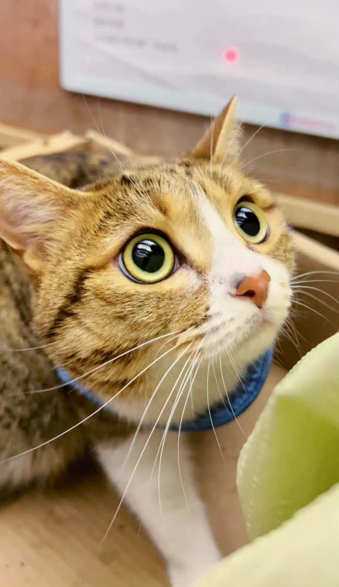 小猫，要出猫头地啊！ ​​​