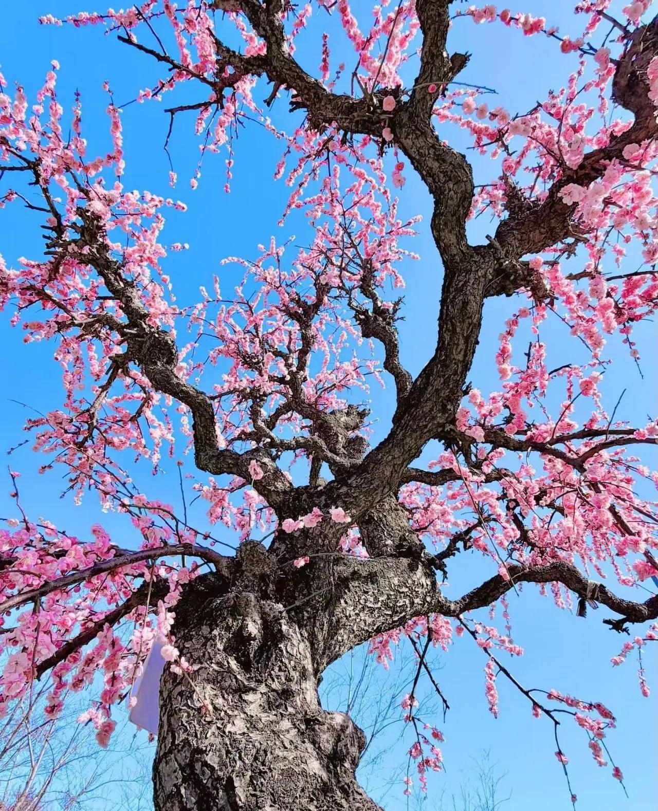 花在时光里绽放，心于岁月里从容

眺望春色，万物被岁月轻轻拂过，带着勃勃生机和深