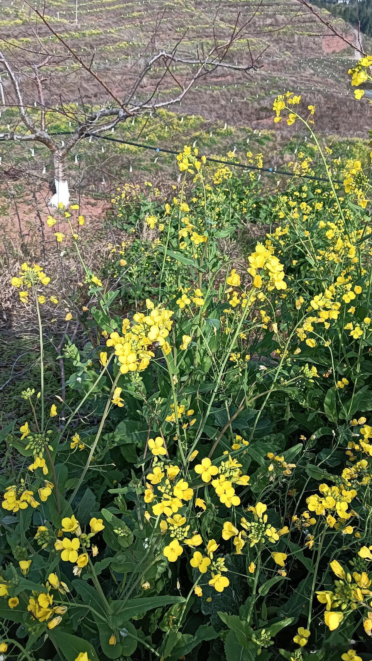 《春之颂》

春风轻吟，唤醒了沉睡的大地，
万物复苏，在晨曦中轻轻展颜。
金黄的