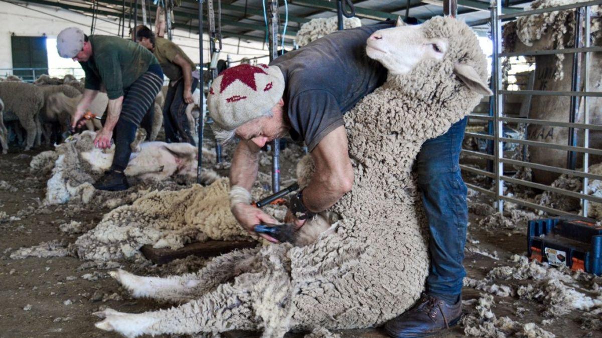 中国确认重新开放西班牙水洗羊毛、兽皮和乳制品出口。西班牙农业部正式宣布结束自20