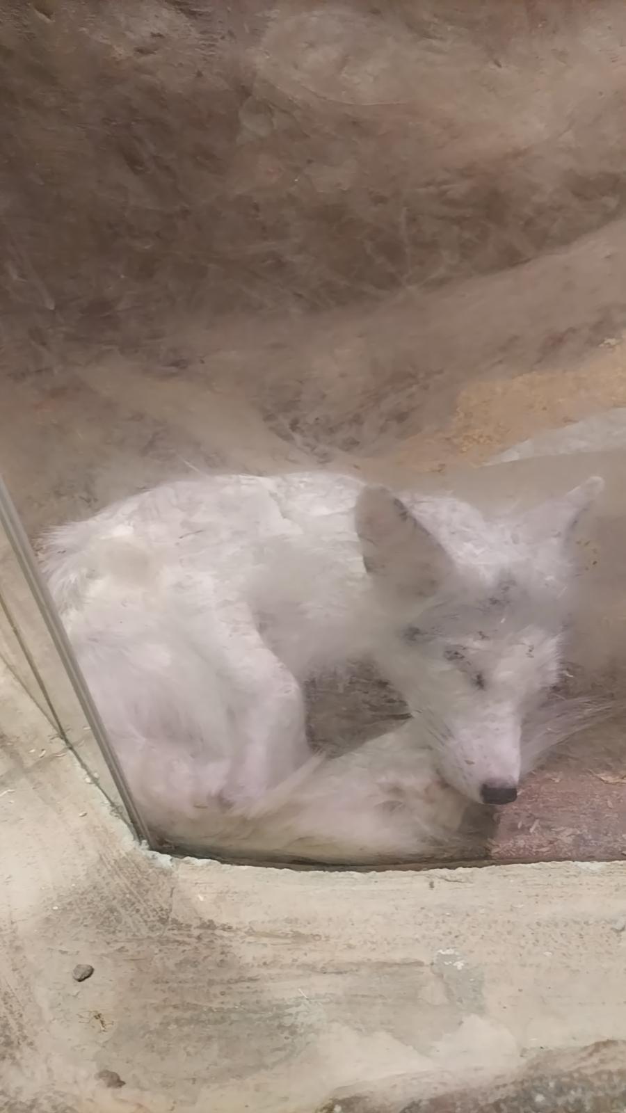 怪不得说狐狸魅惑！
看着这小样子，我都想去保护它！