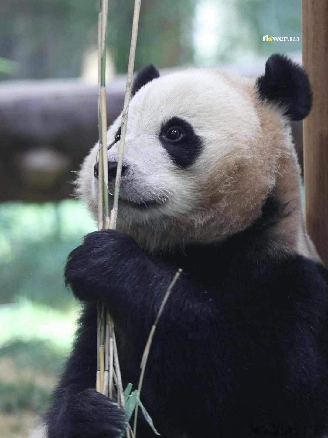 辉宝眼神坚定：我对竹子发誓，我最爱我姐 